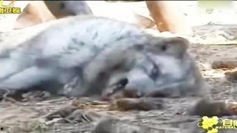 爆料踩踏动物视频播放,残忍踩踏动物视频引发社会热议